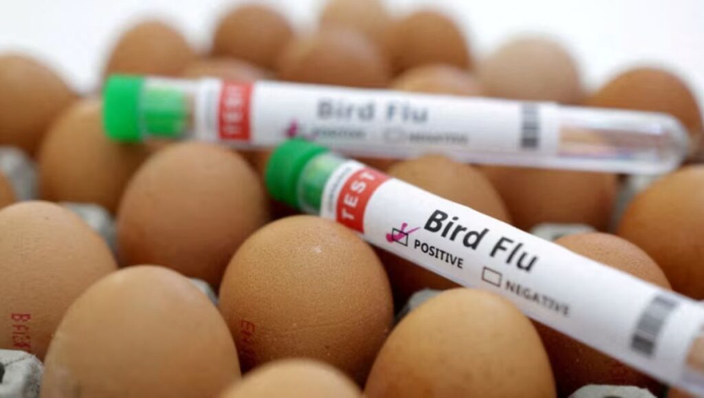 Bird Flu 